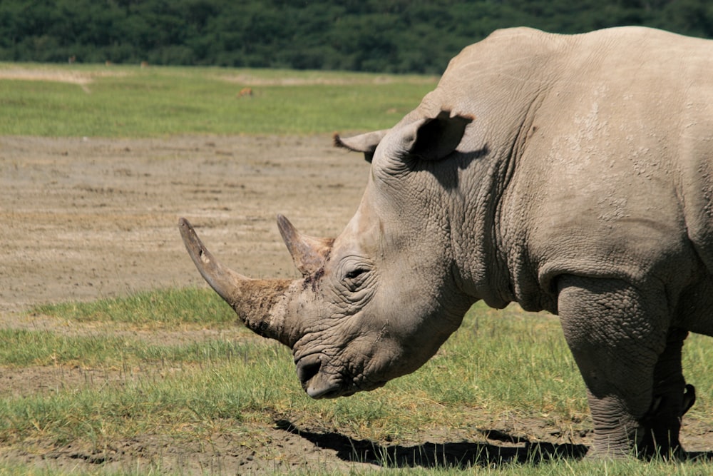 a rhino standing on top of a grass covered field