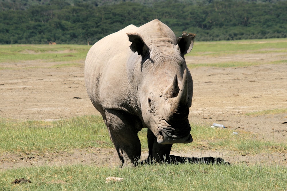 a rhinoceros standing in a field with trees in the background