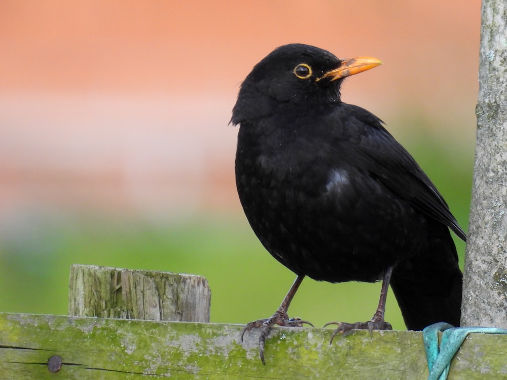 a black bird sitting on top of a wooden fence