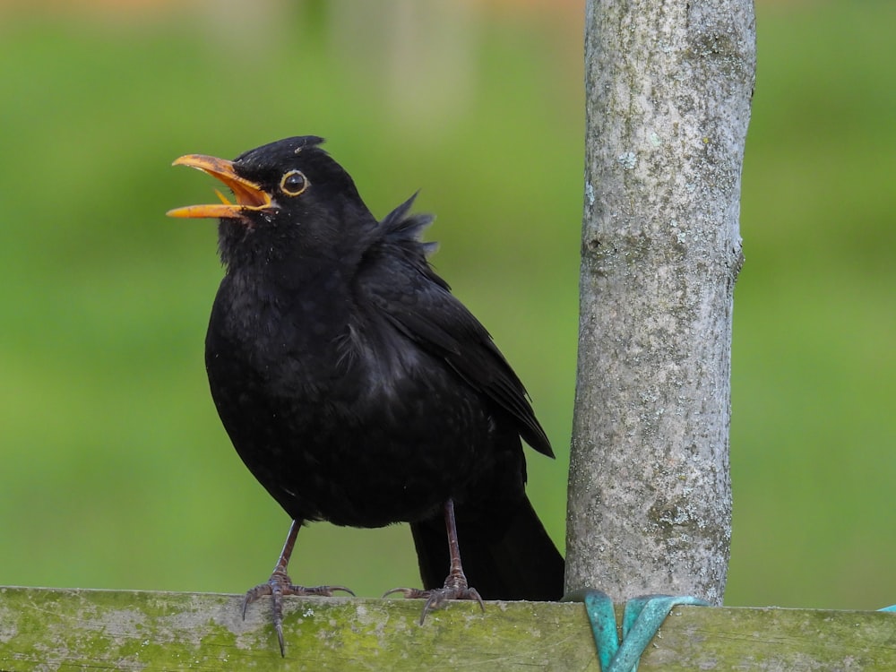 a black bird with a yellow beak standing next to a tree