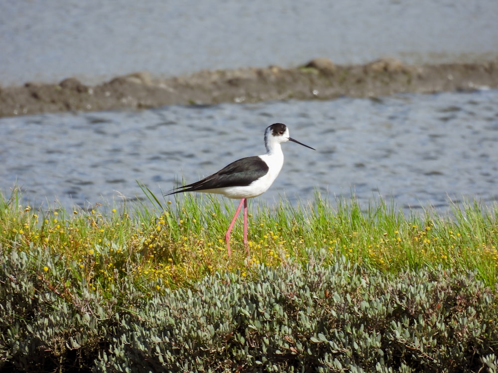 a black and white bird is standing in the grass