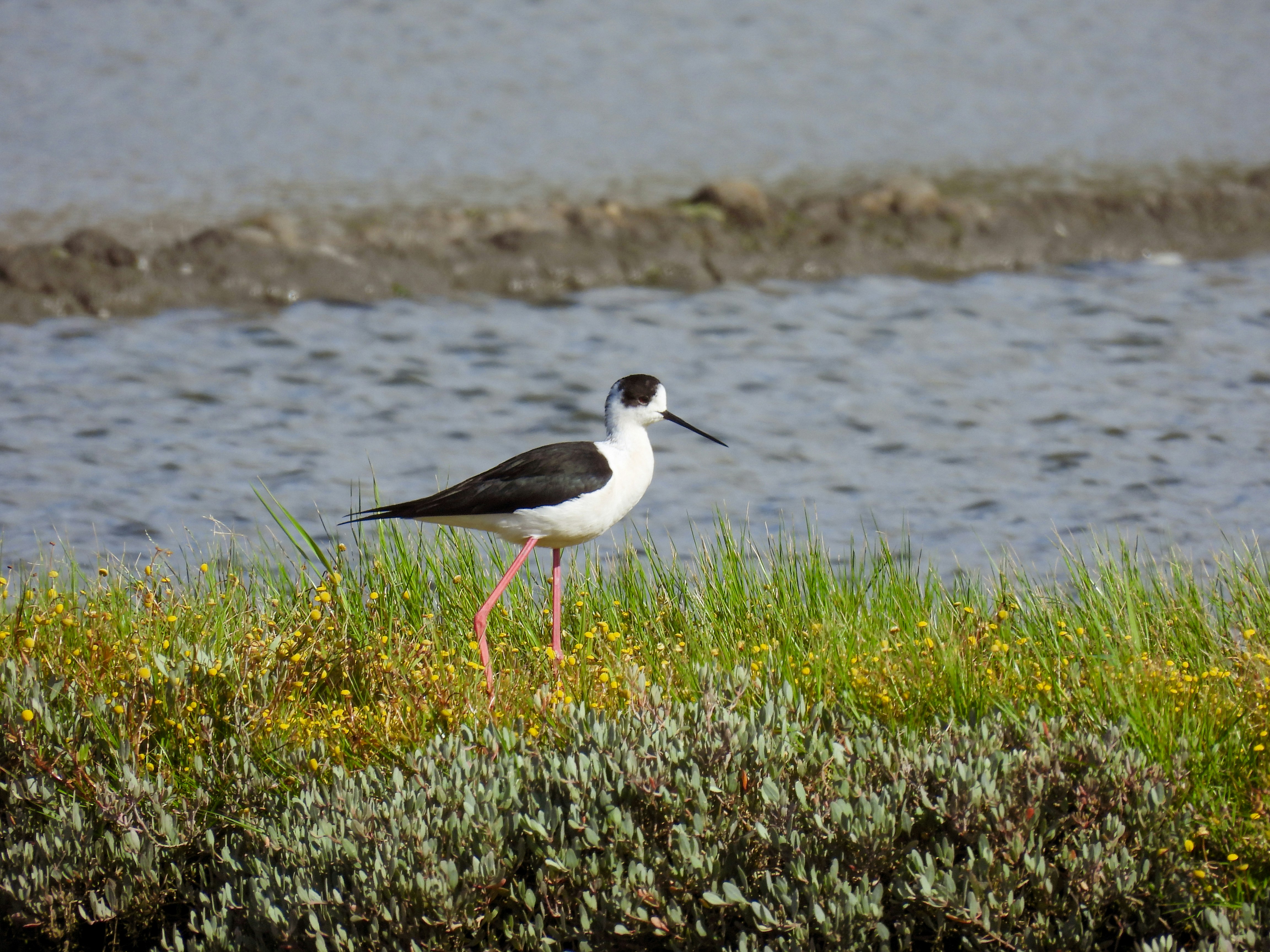 a black and white bird is standing in the grass
