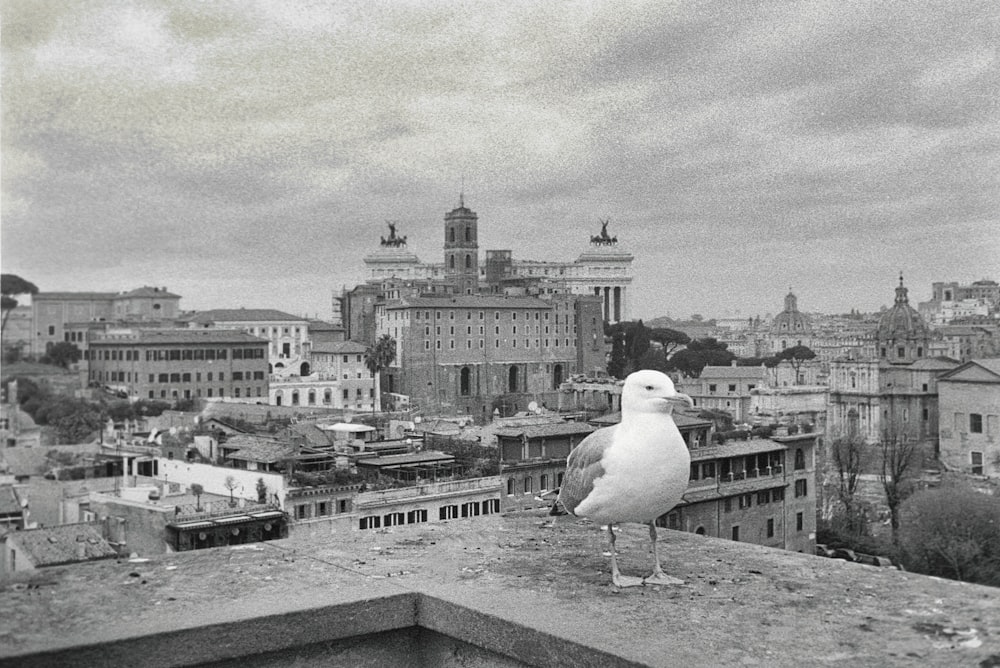 Una foto en blanco y negro de una gaviota en una azotea