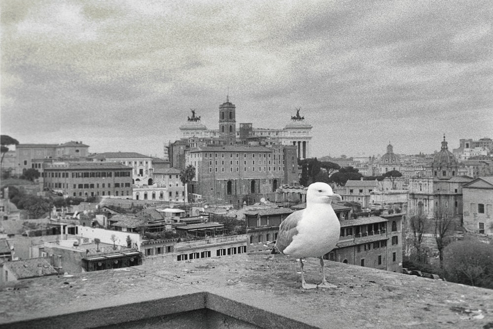 a black and white photo of a seagull on a rooftop