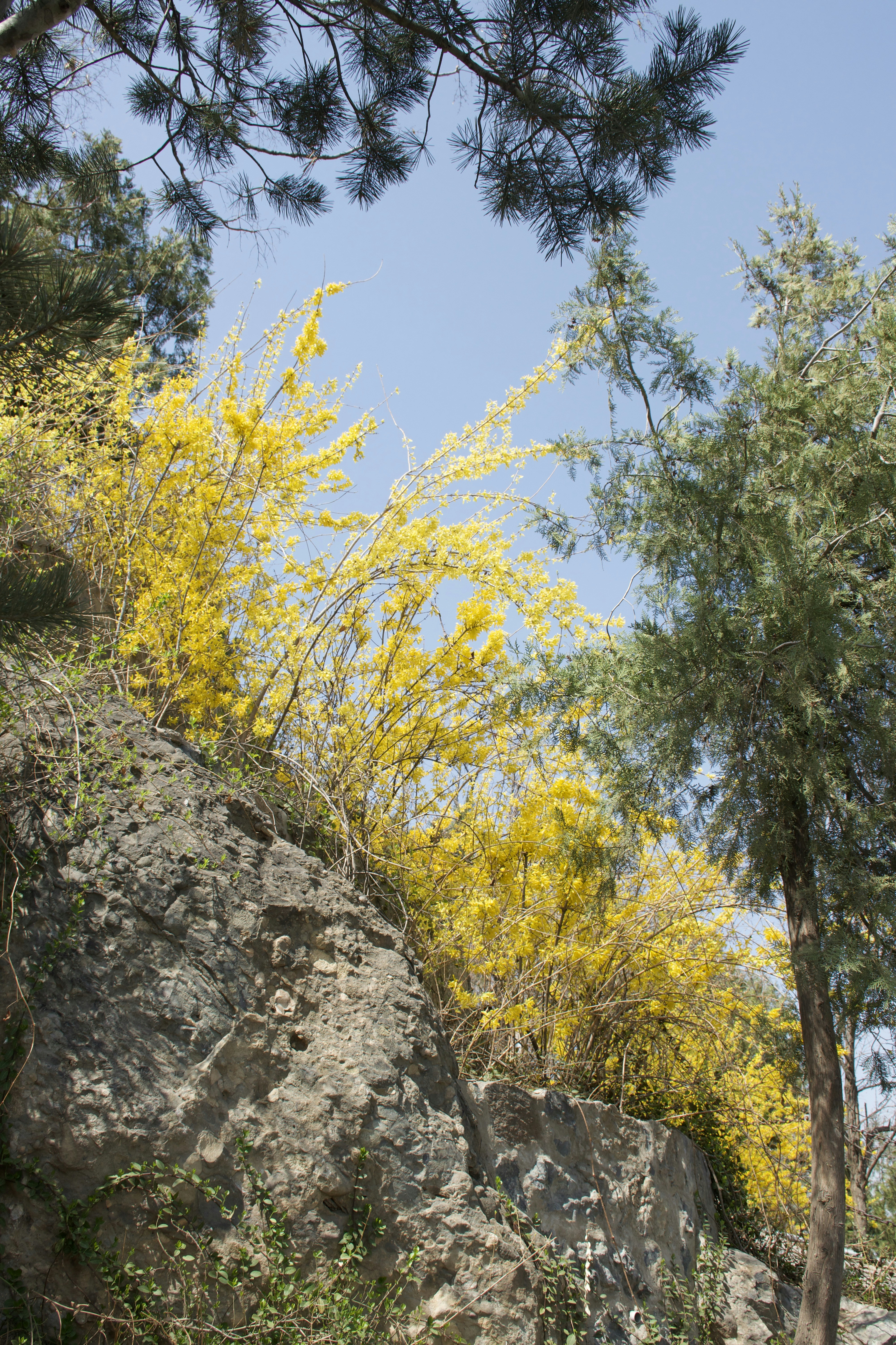yellow flowers growing on the side of a mountain