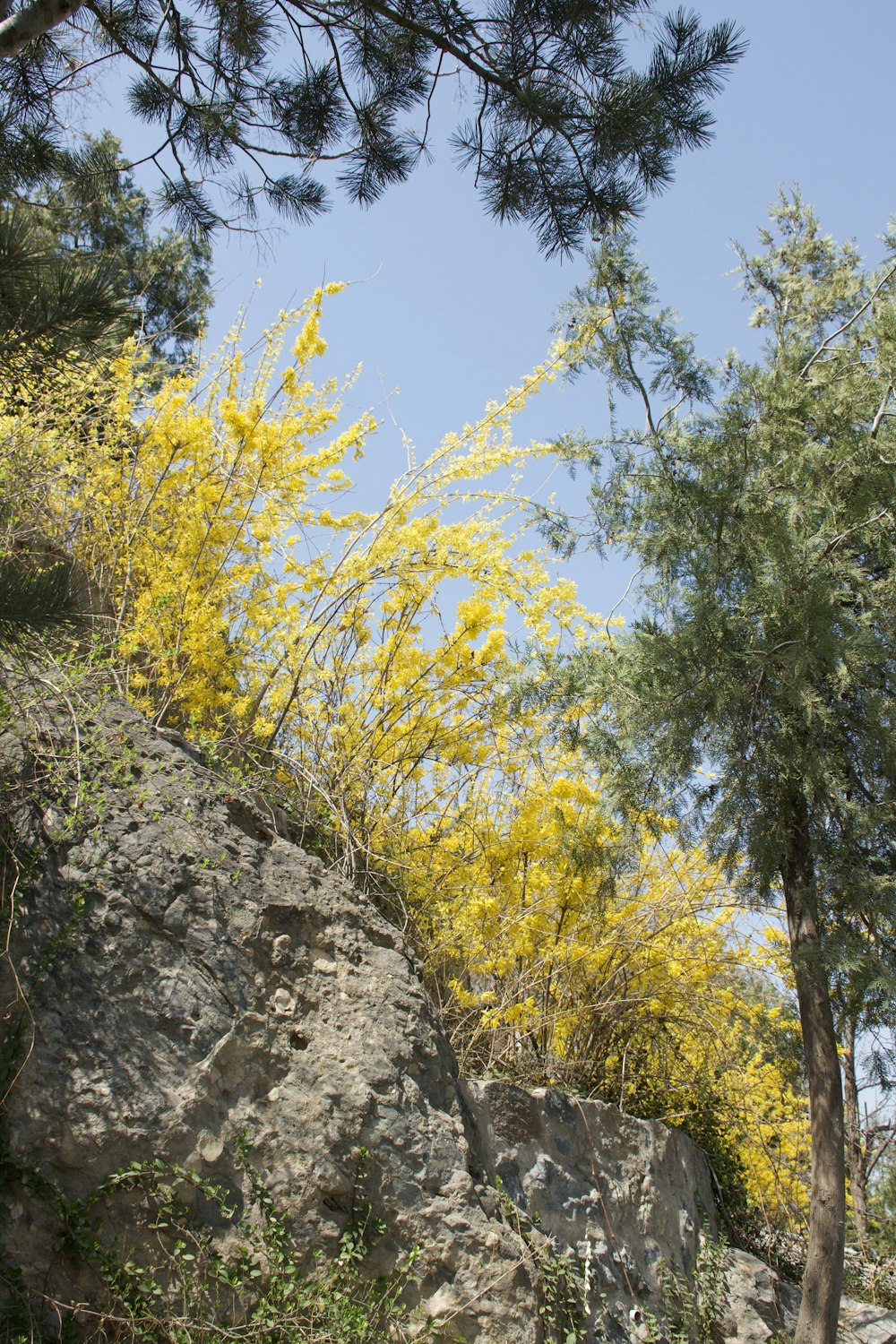 yellow flowers growing on the side of a mountain