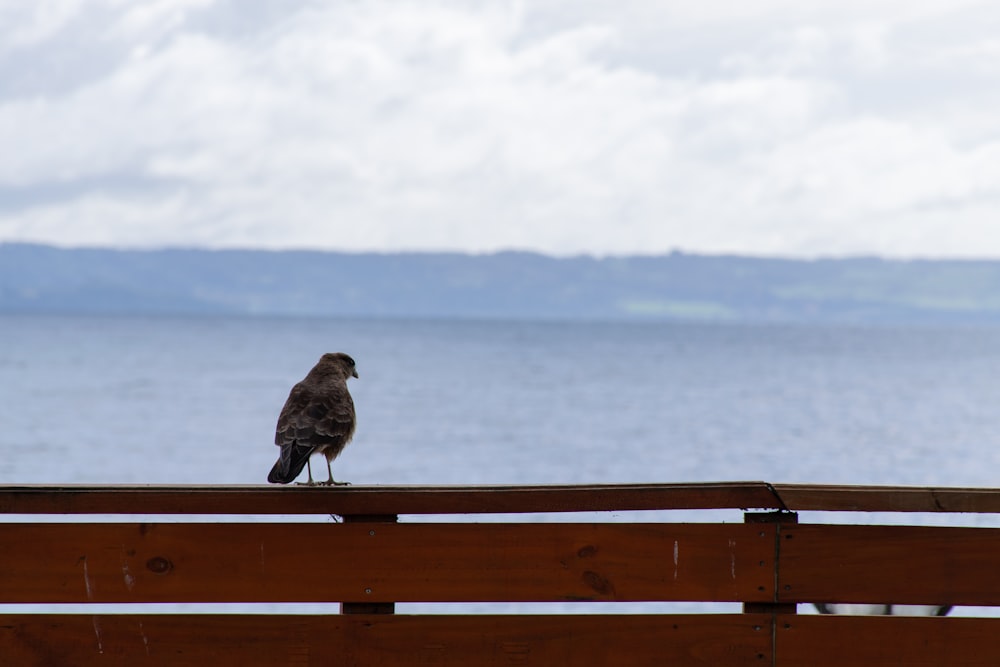 a bird is sitting on a wooden bench by the water
