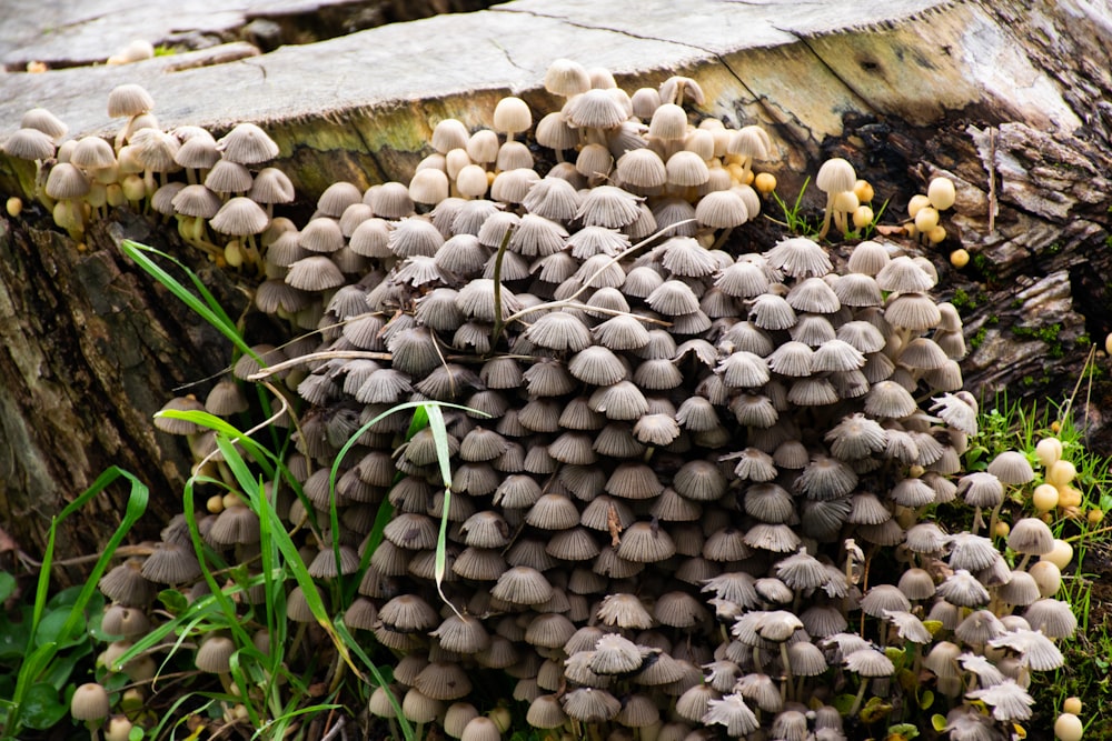 a cluster of mushrooms growing on a tree stump