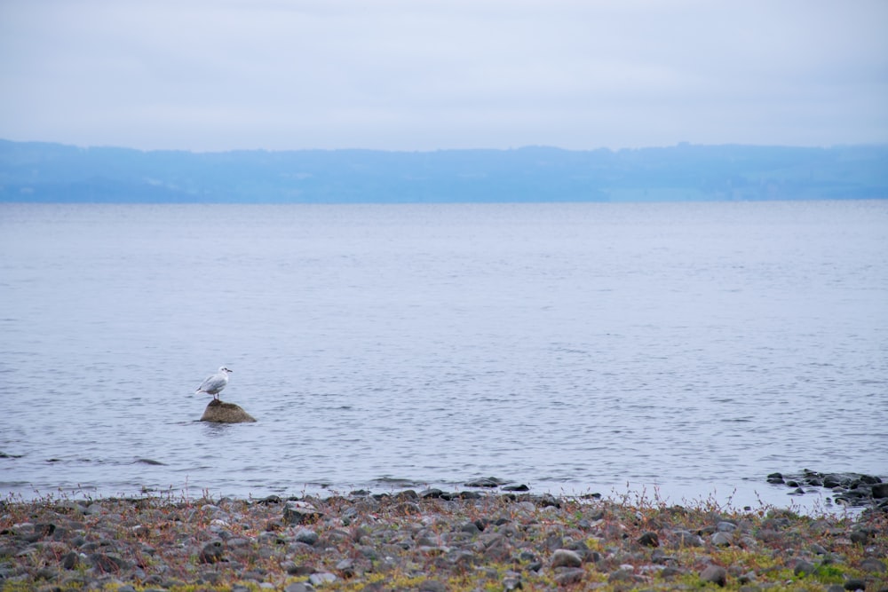 a bird sitting on a rock in the middle of a body of water