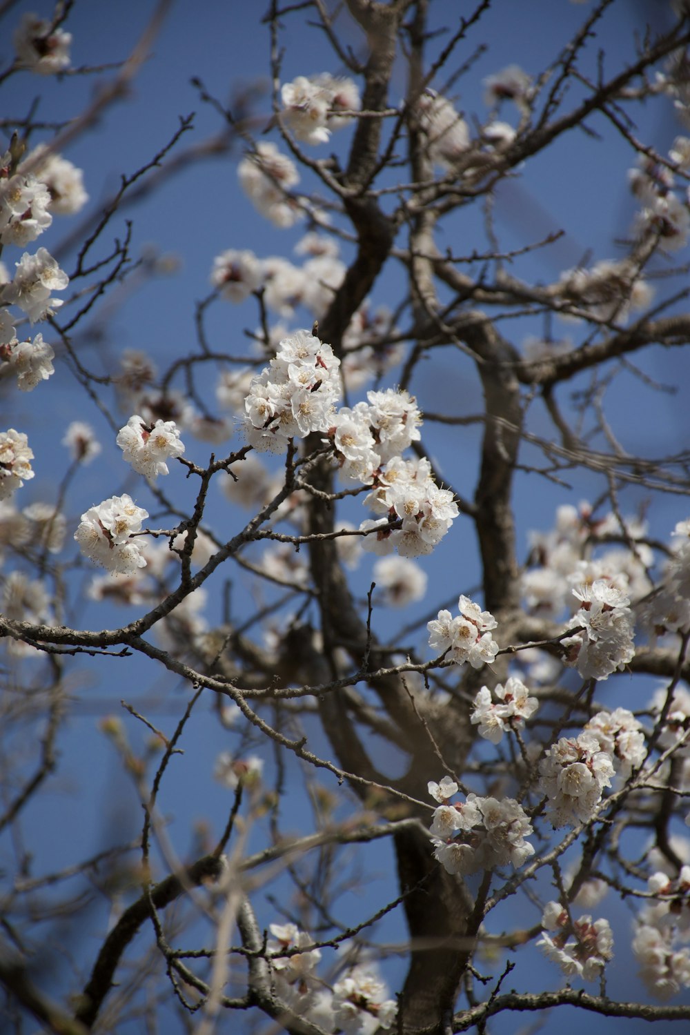 a tree with lots of white flowers on it