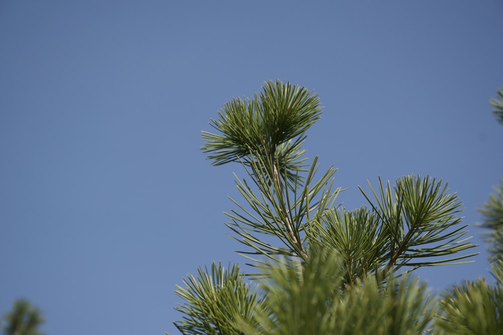 a close up of a pine tree with a blue sky in the background