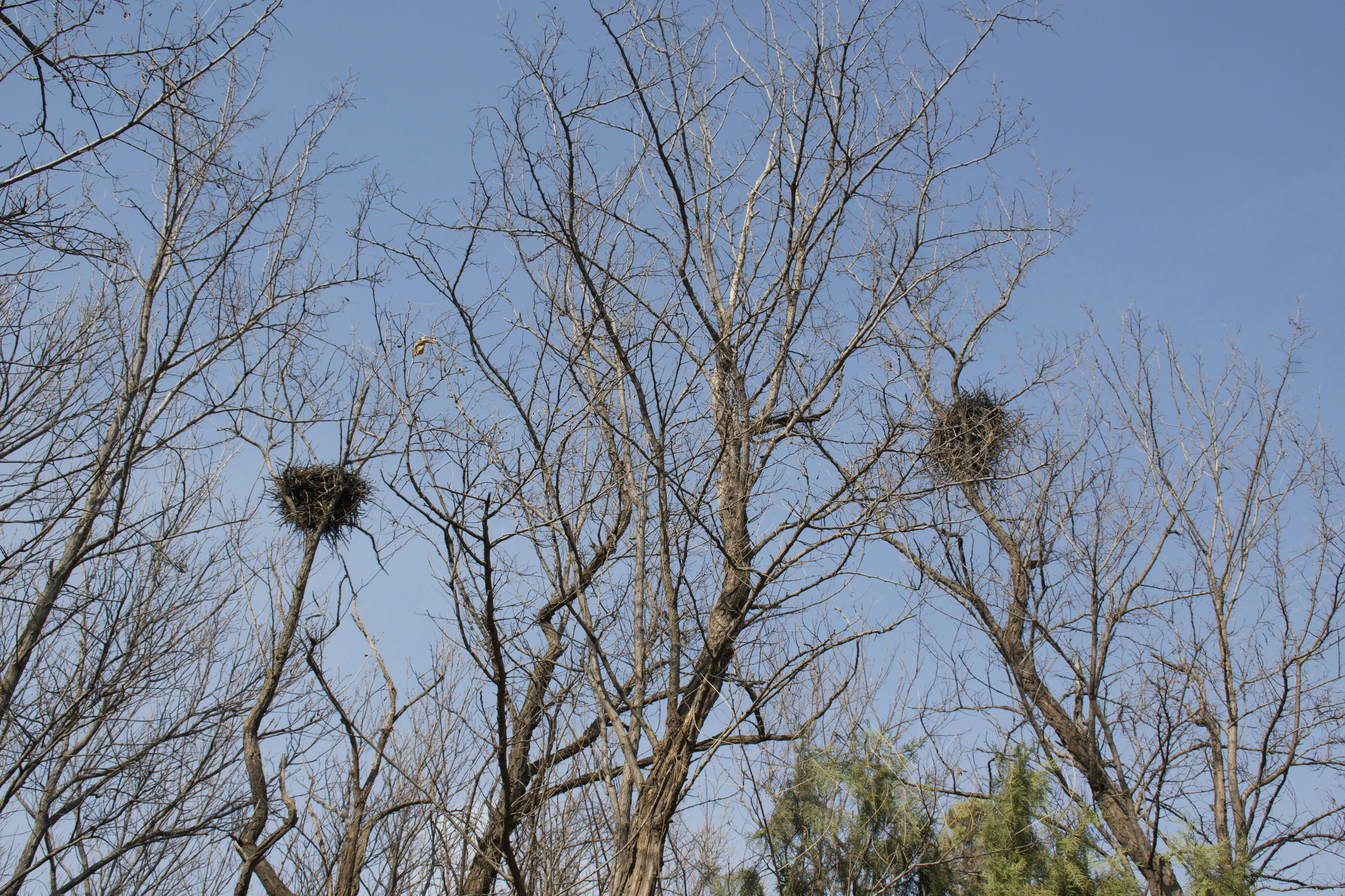 ein Vogelnest in einem Baum ohne Blätter
