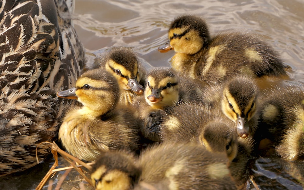 a group of ducks are swimming in the water