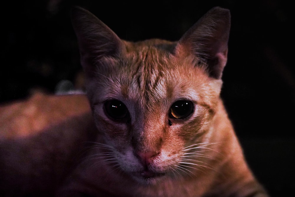 a close up of a cat looking at the camera