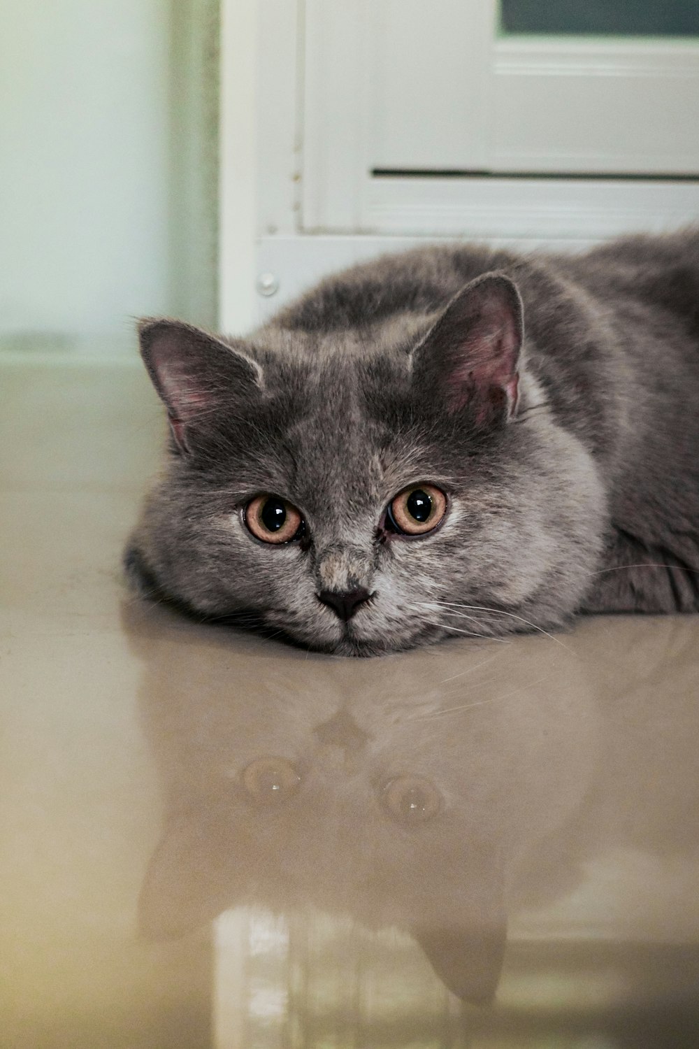 a grey cat laying on top of a table