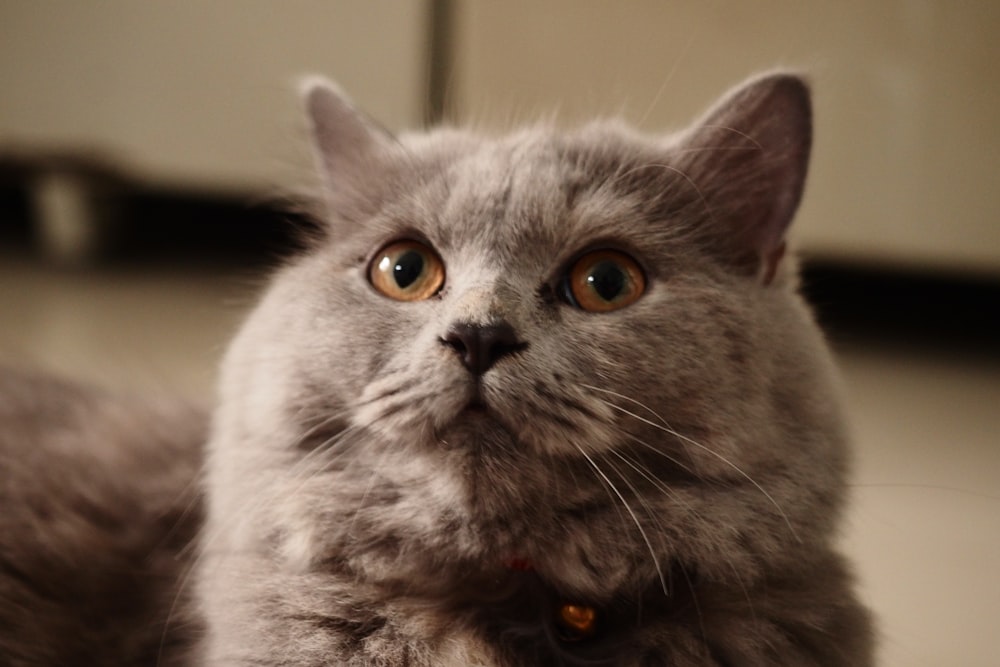 a grey cat is looking at the camera