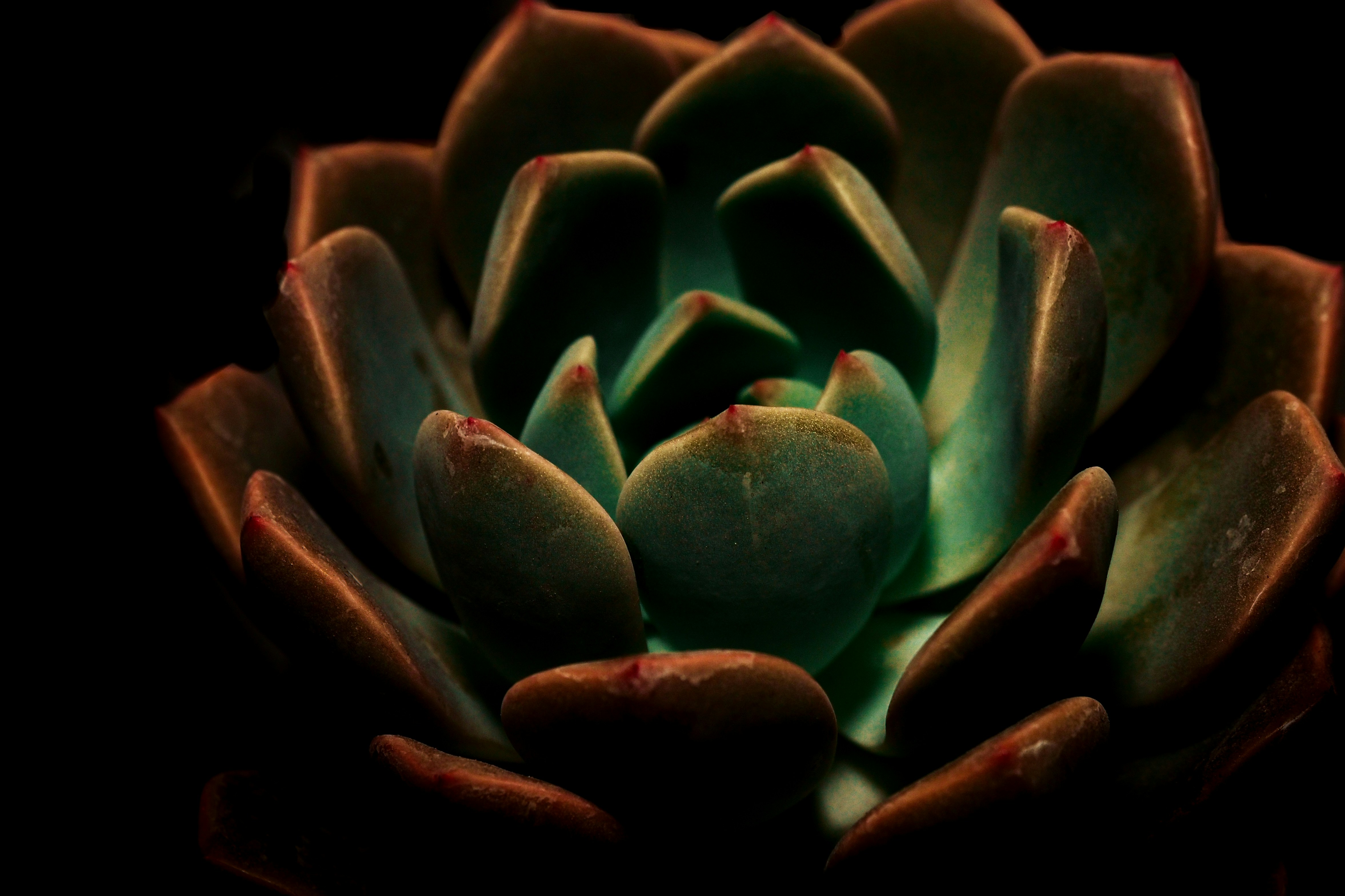 a close up of a flower on a black background