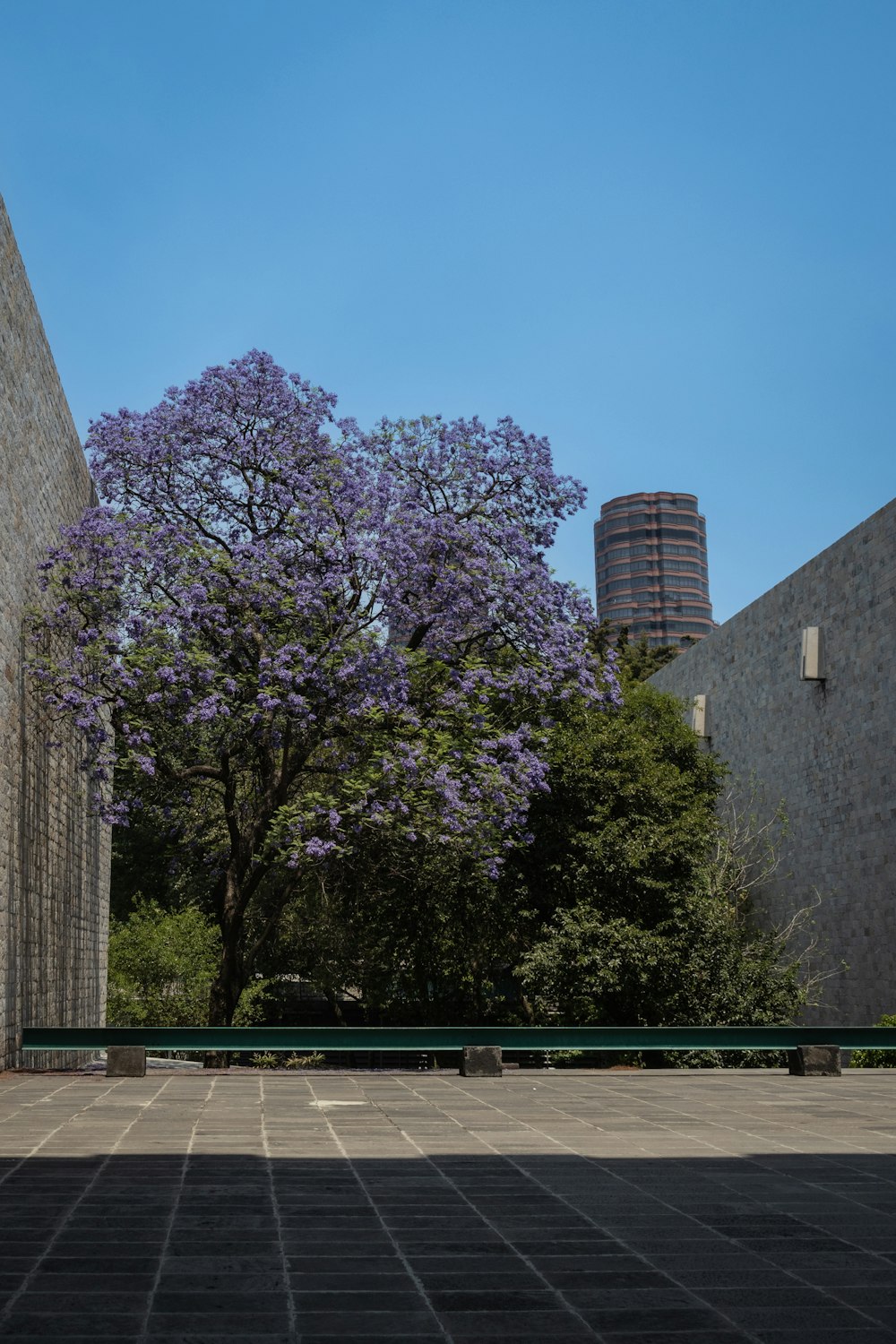 a purple tree in the middle of a courtyard