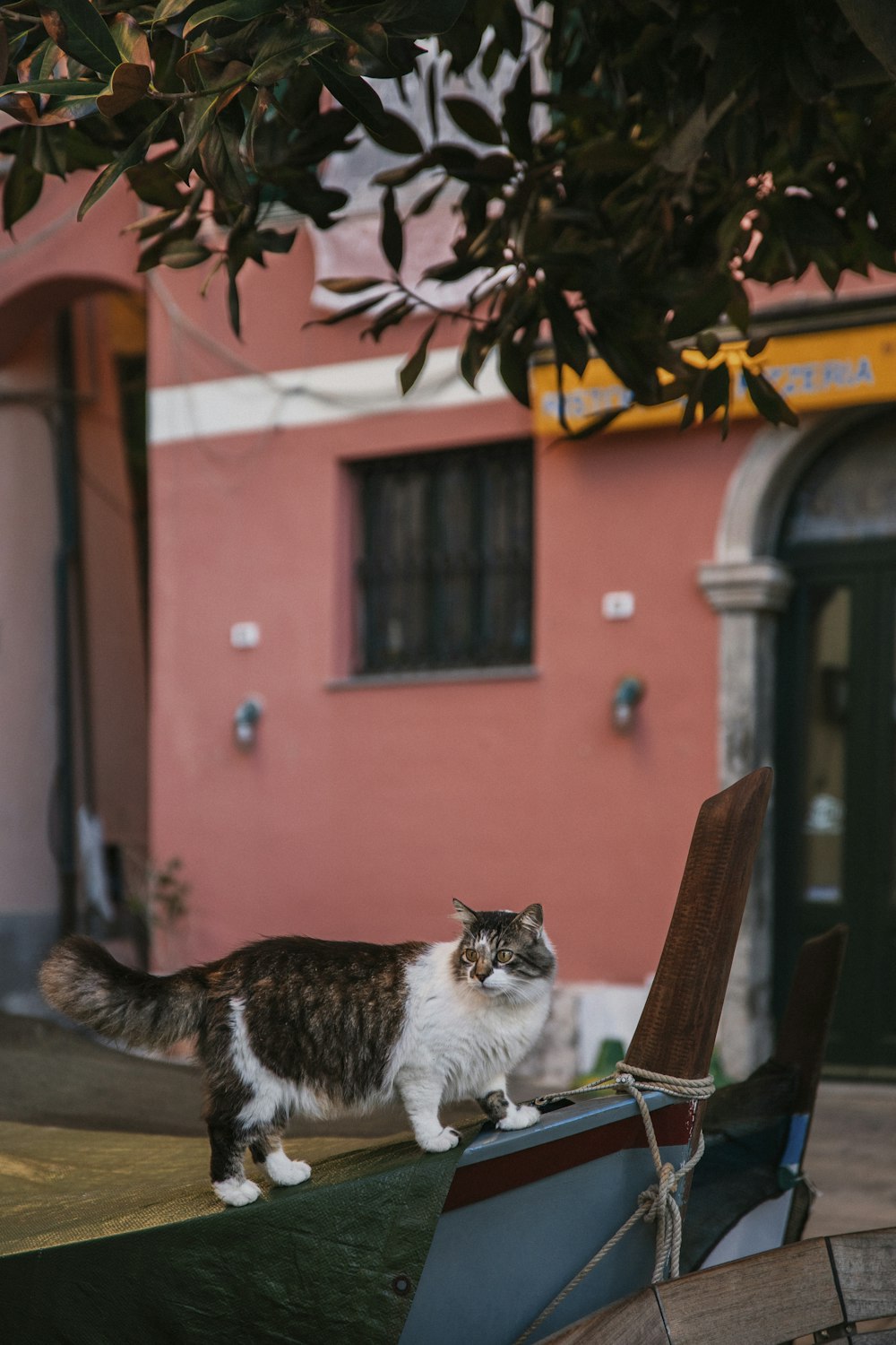 a cat is standing on top of a boat