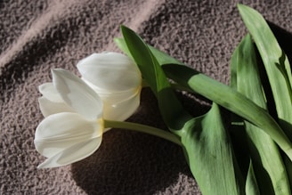 a couple of white flowers sitting on top of a bed