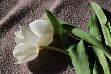 a couple of white flowers sitting on top of a bed