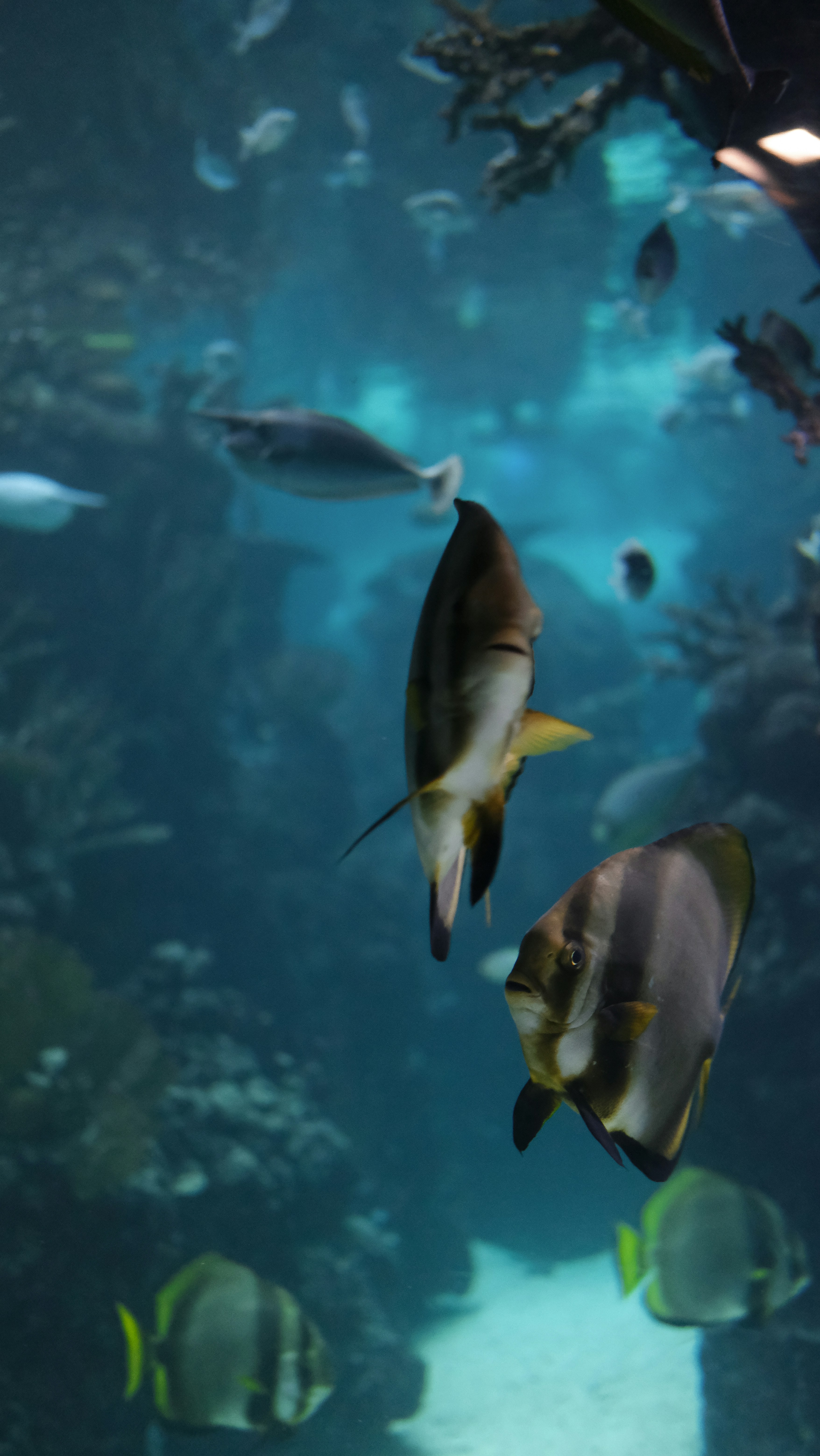 Photo by aragaoalana