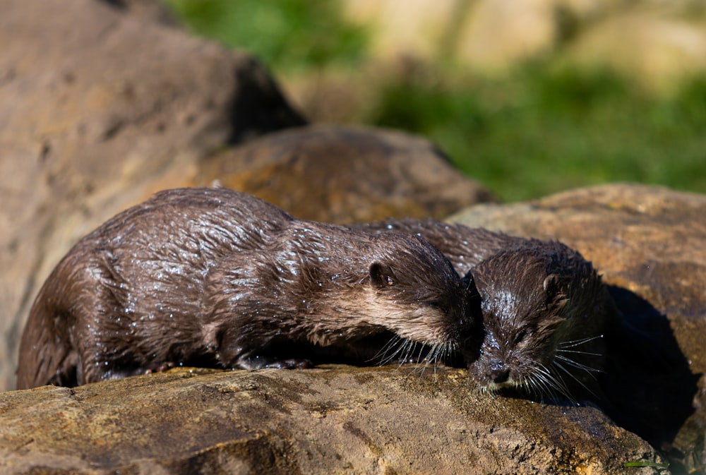 a couple of otters that are sitting on some rocks