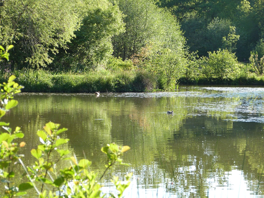 a bird is swimming in a lake surrounded by trees