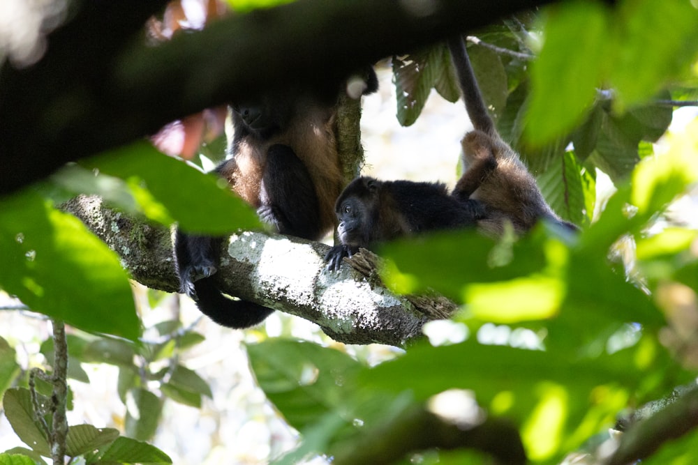 eine Gruppe von Affen, die an einem Ast hängen