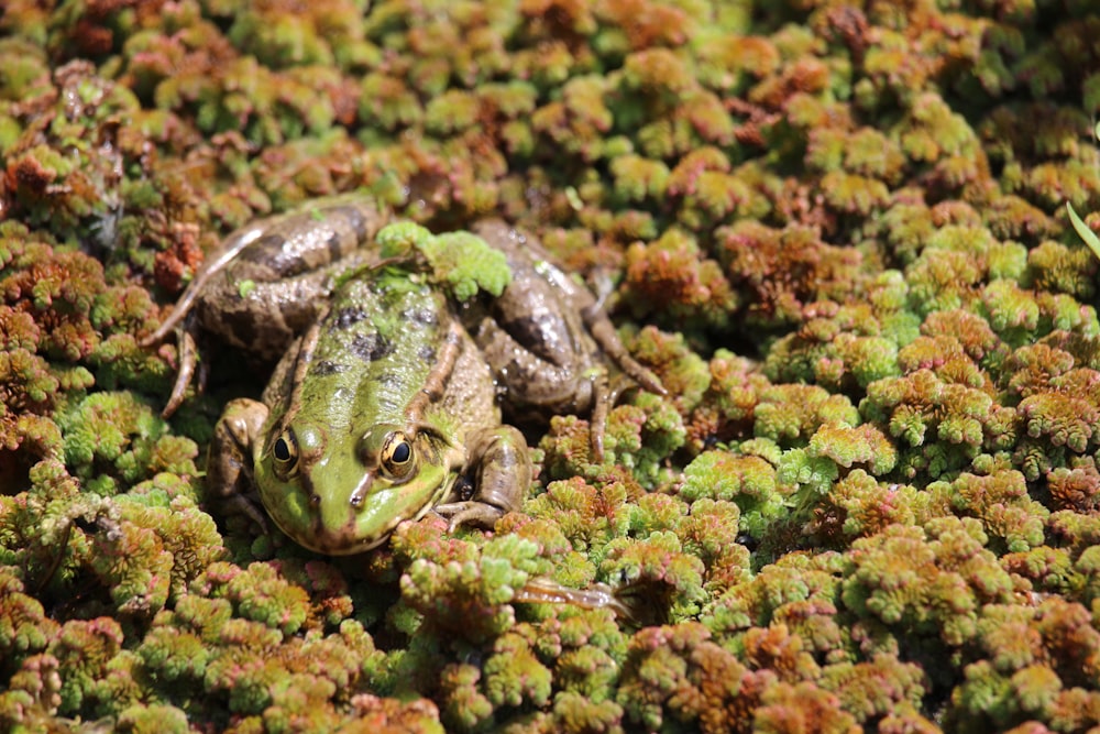 a couple of frogs sitting on top of a green plant