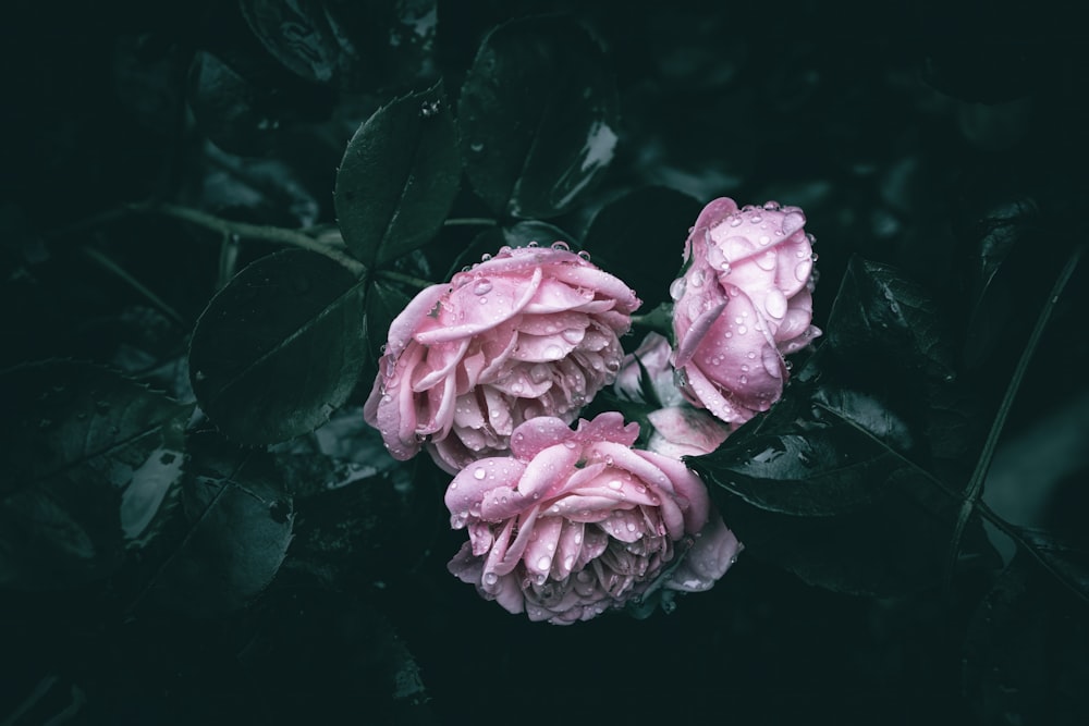 two pink flowers with water droplets on them