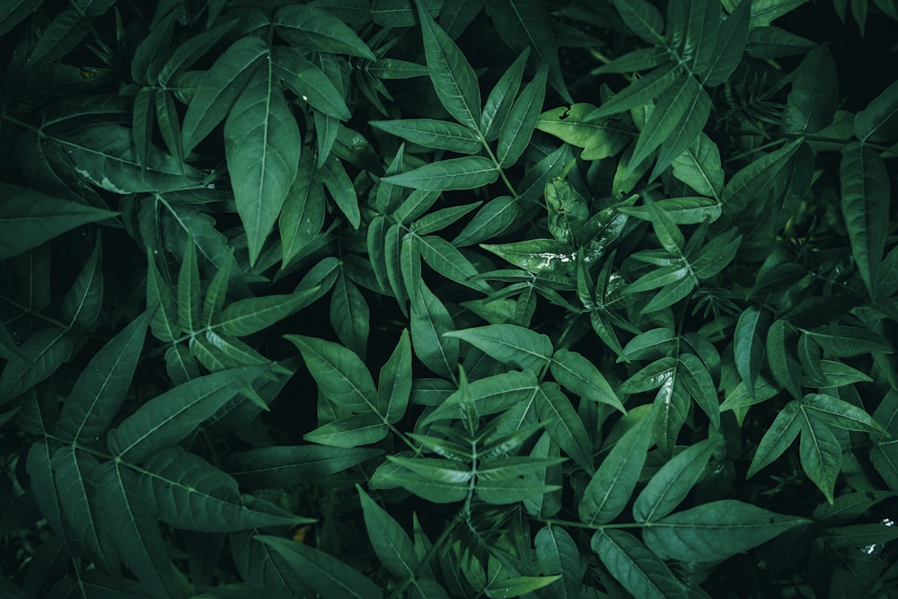 a close up of leaves on a tree