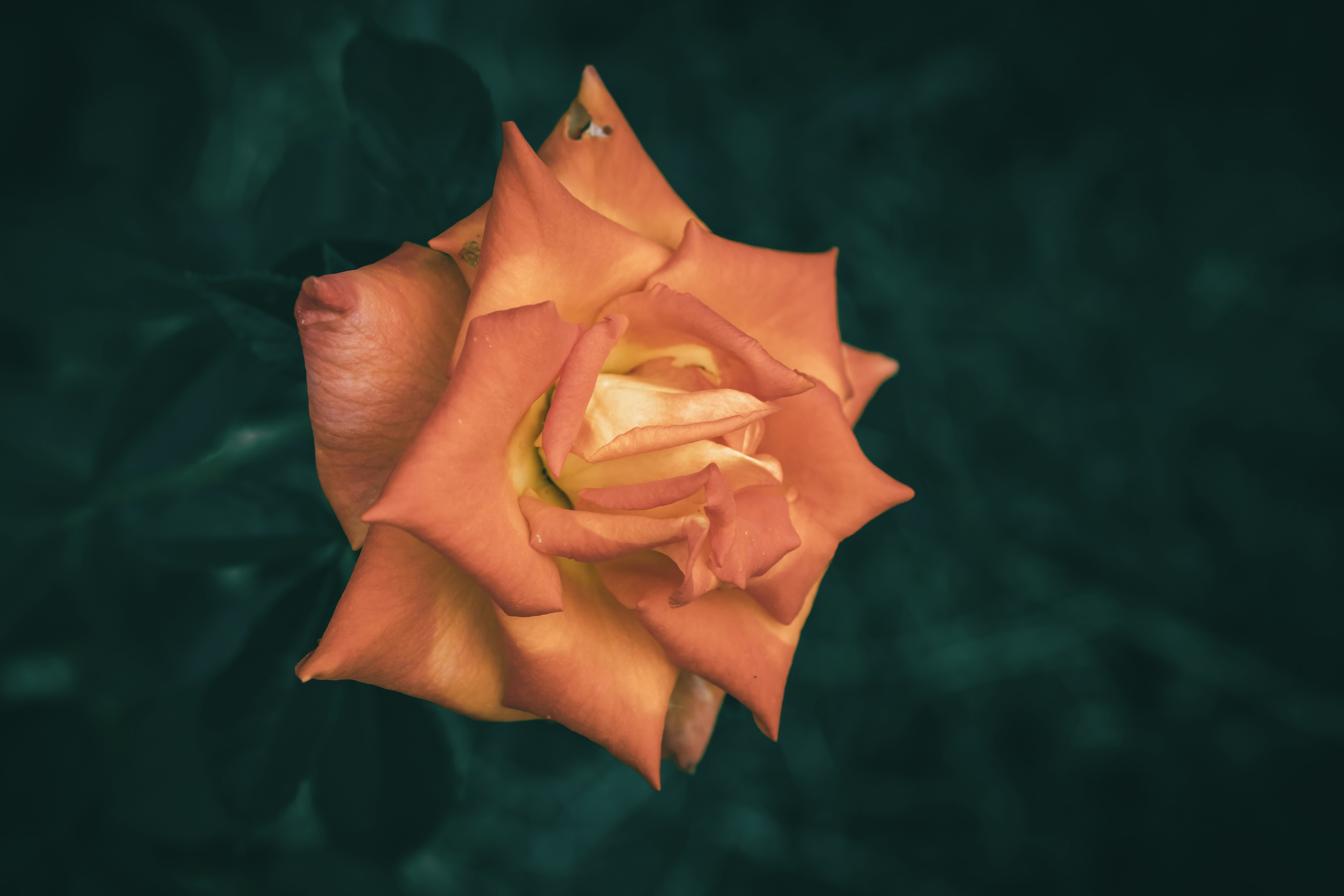 A close up of an orange rose flower in bloom