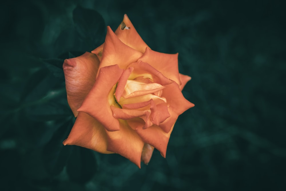 a close up of a single orange rose