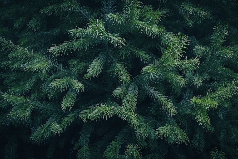 the top of a pine tree with green needles