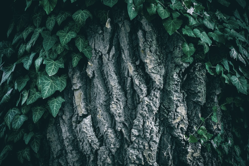 a large tree with green leaves growing on it