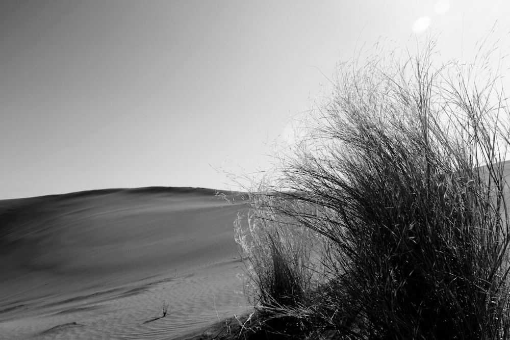 a black and white photo of a dune