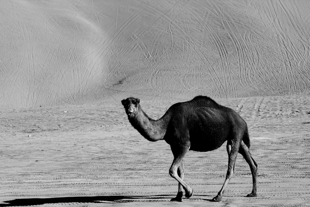 a camel walking in the desert with sand dunes in the background