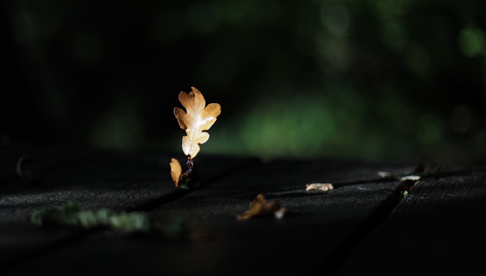 a small yellow flower sitting on top of a wooden table