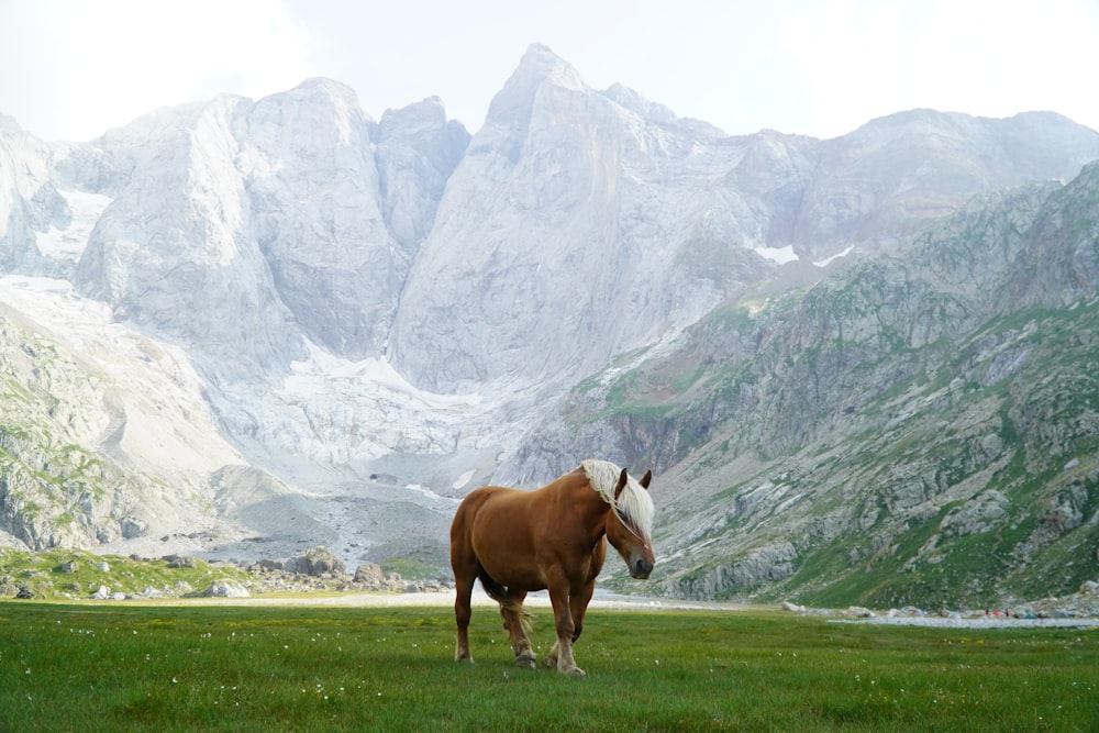 un caballo marrón parado en la cima de un exuberante campo verde