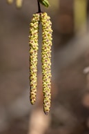 a close up of two flowers hanging from a tree