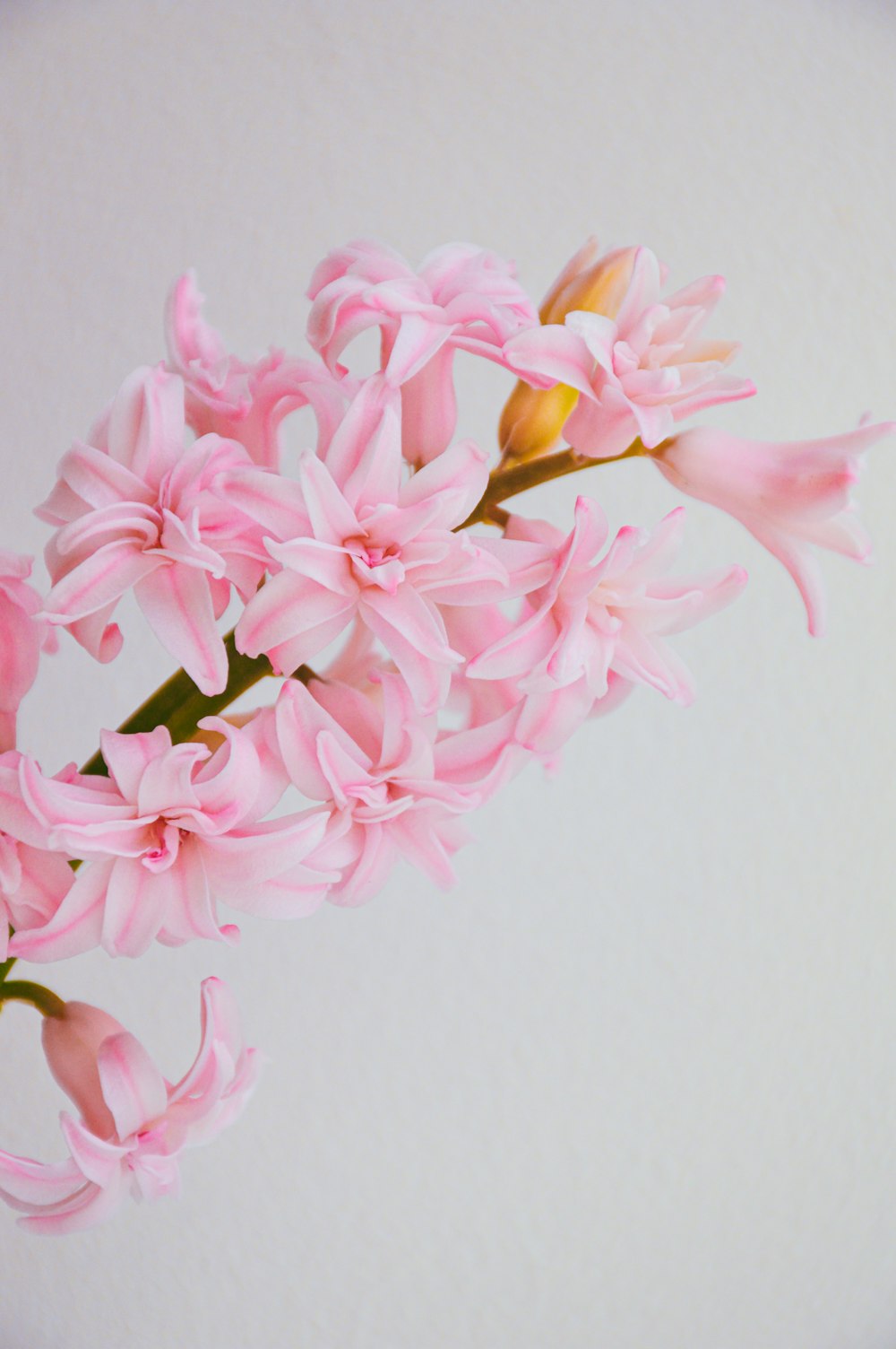 pink flowers are in a vase on a table