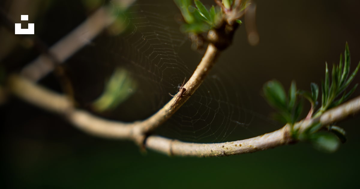 A close up of a spider web on a tree branch photo – Free Tree Image on ...