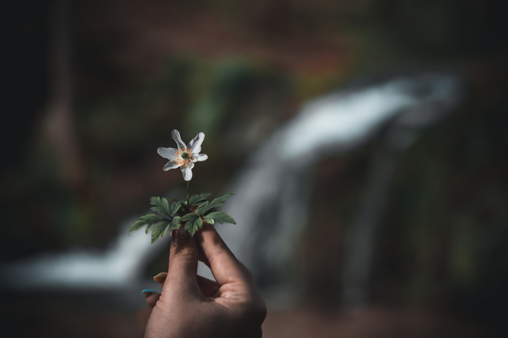 uma pessoa segurando uma flor na frente de uma cachoeira