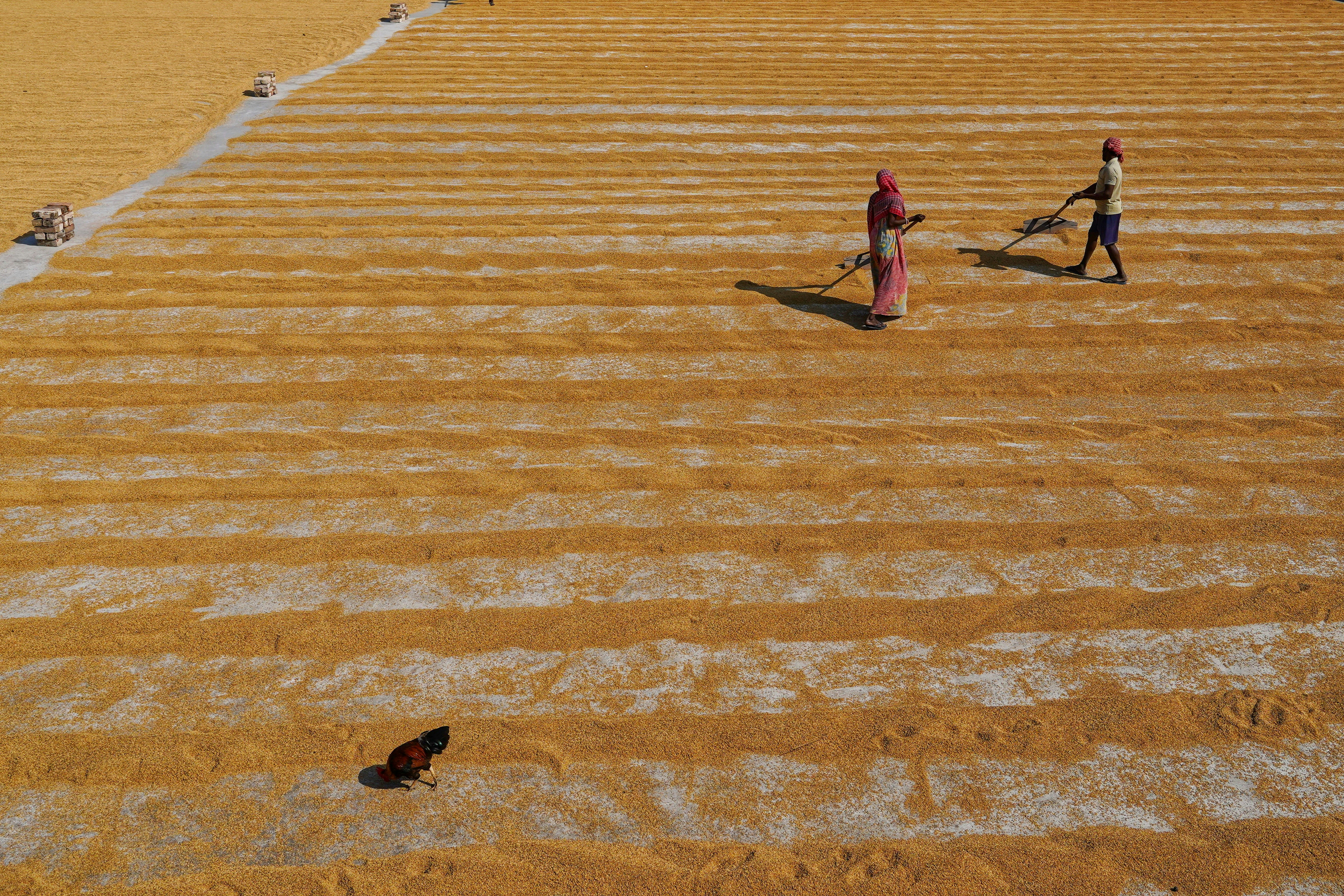 A long line of farmers waiting patiently at a government fertiliser distribution center in a rural area.