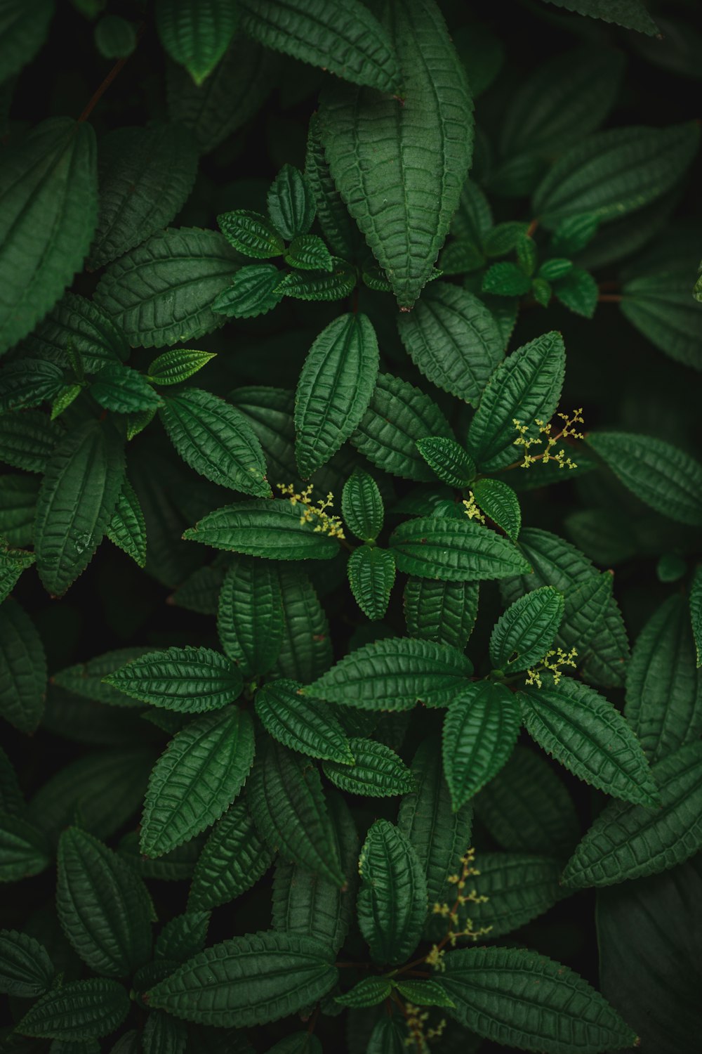 a close up of a green plant with leaves