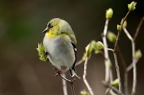 a small bird sitting on top of a tree branch
