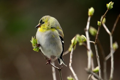a small bird sitting on top of a tree branch