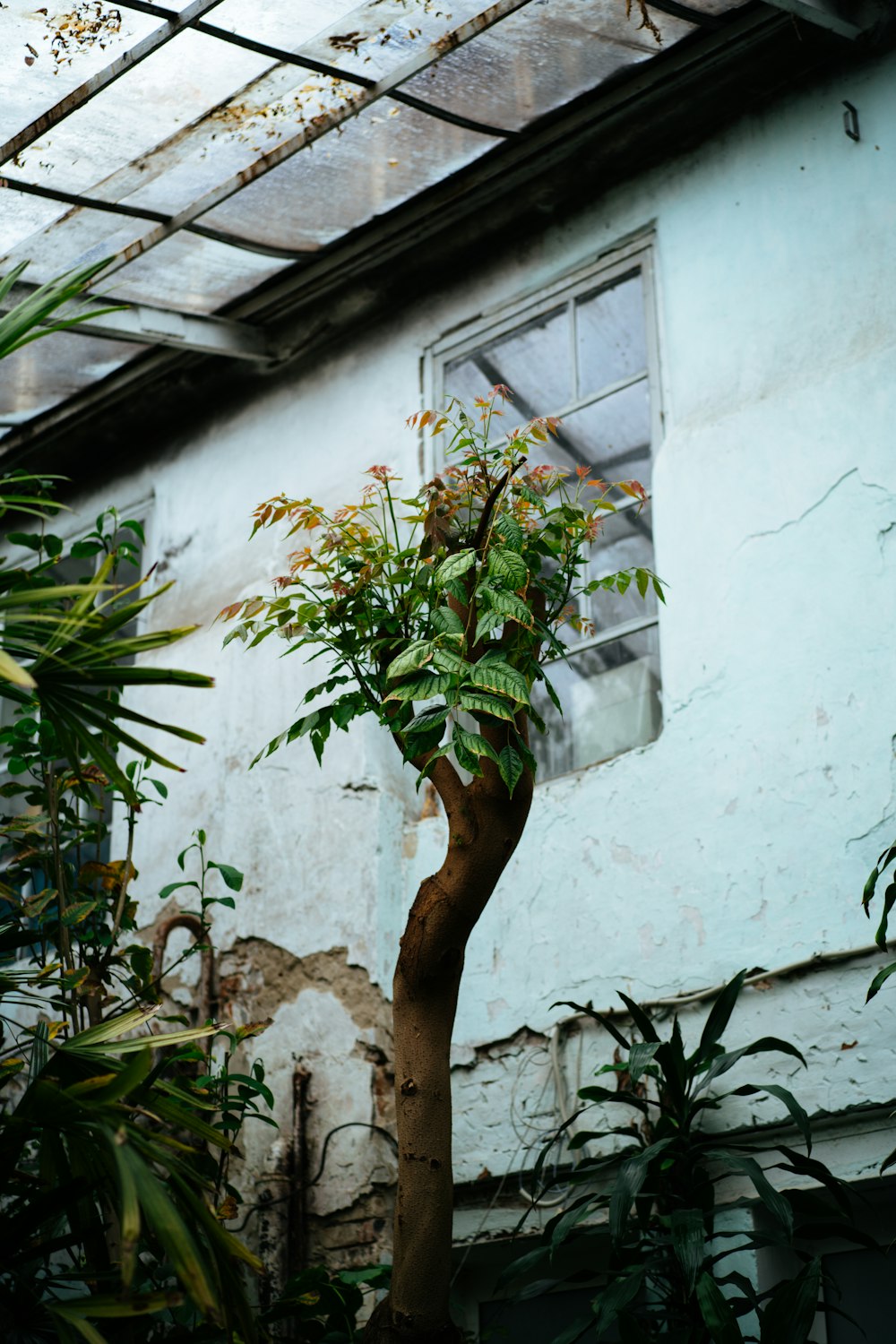 a tree that is next to a building