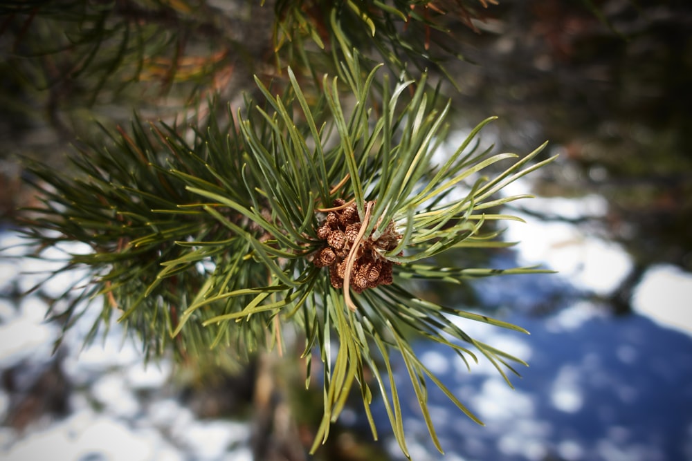 a close up of a pine tree with snow on the ground